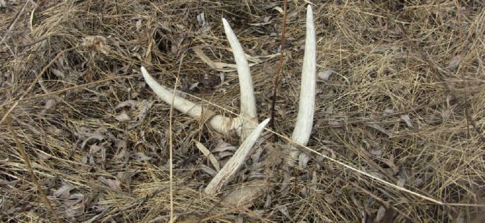 Shed Antler Laying in a Bedding area