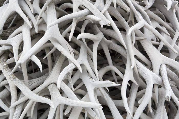 Pile of Elk and Deer Shed Antlers