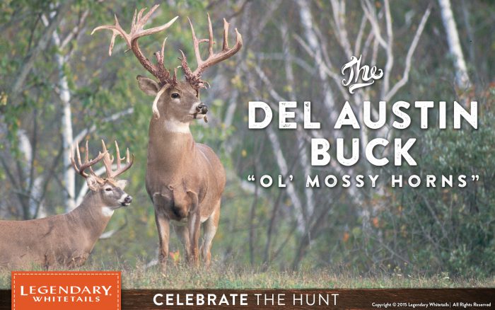 Del Austin Buck - Ol' Mossy Horns