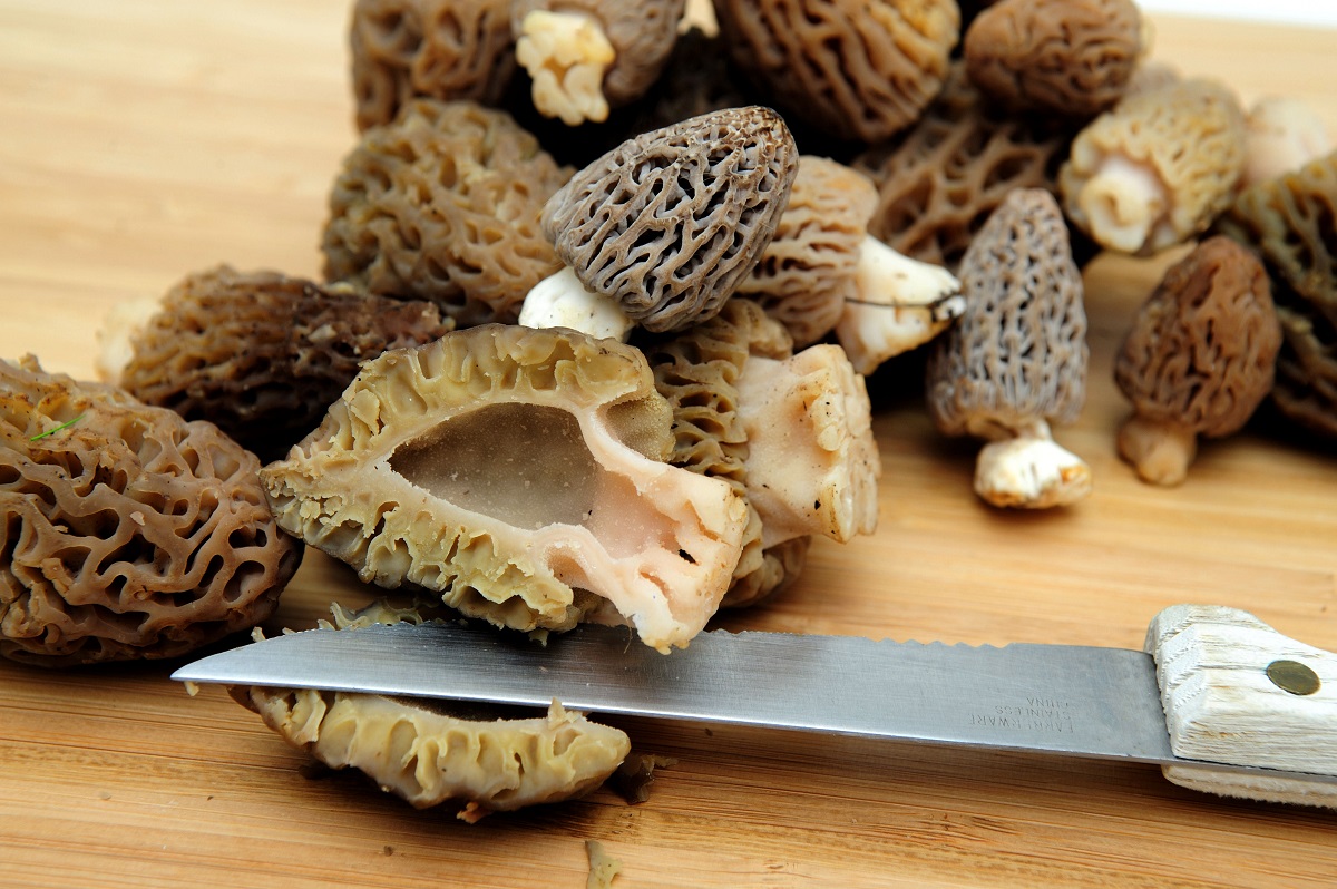 Morels Find, Cook, Eat! Legendary Whitetails Legendary Whitetail's