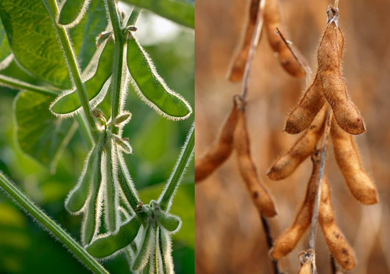 Soybeans King of Food Plot Forages Legendary Whitetails Legendary