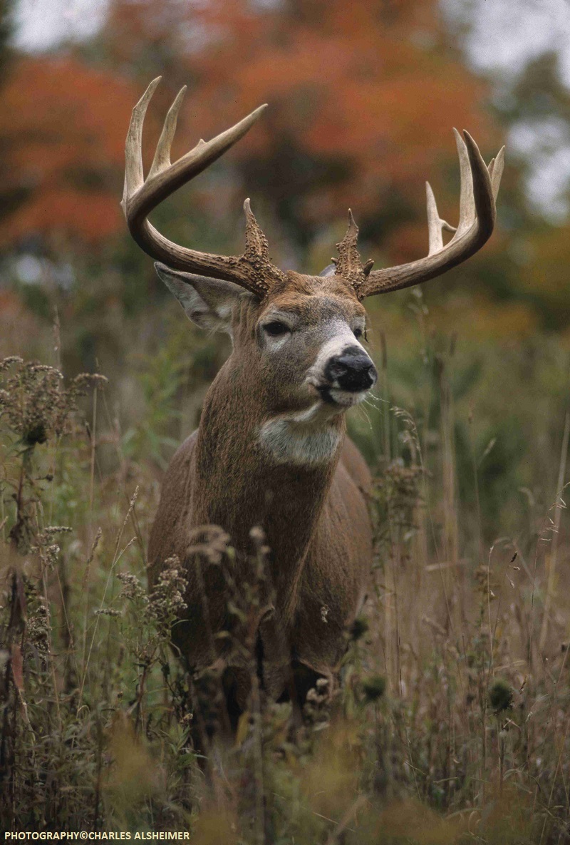 Whitetail Deer Antler Growth Process Legendary Whitetails Legendary 