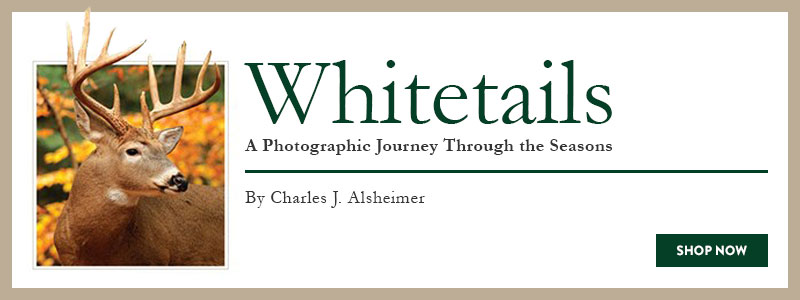 Whitetails: A photographic Journey Through the Seasons