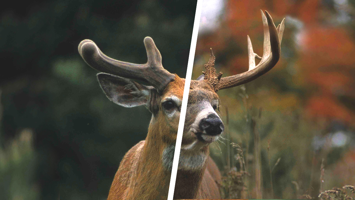 Whitetail Deer Antler 4 Point