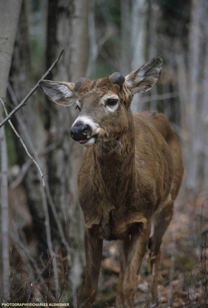 Whitetail Deer Antler Growth Process Legendary Whitetails Legendary   Velvet Whitetail Buck On April 15th Copy 700x1038 