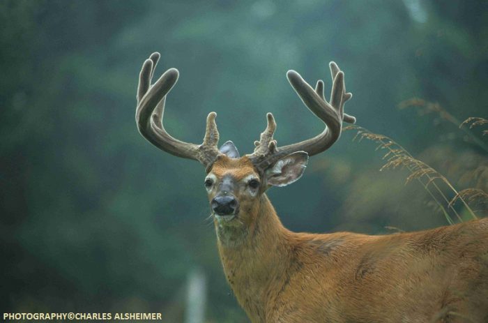 Whitetail Deer Antler Growth Process Legendary Whitetails Legendary   Velvet Whitetail Buck On August 1 Copy 700x463 