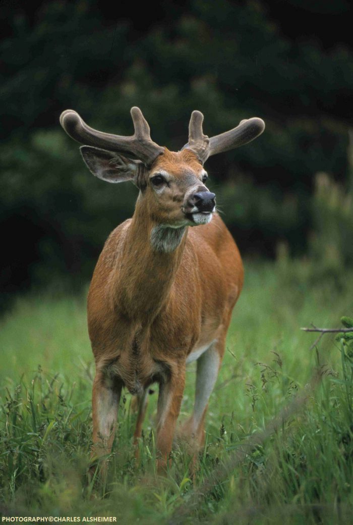 Whitetail Deer Antler Growth Process - Legendary Whitetails - Legendary ...