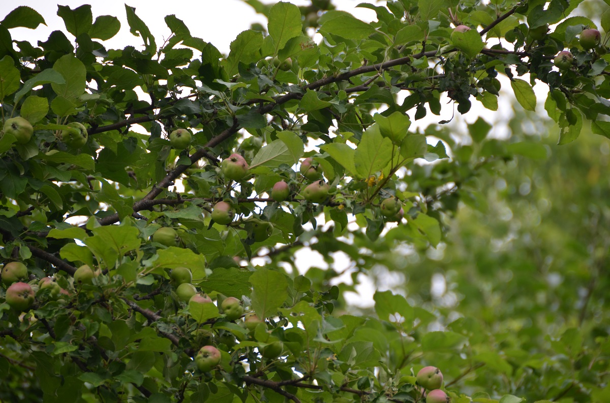 10 Early Season Deer Hunting Commandments - Legendary Whitetails