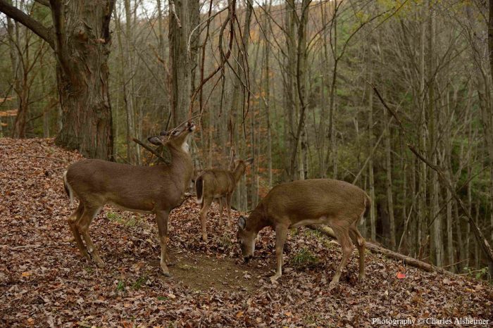 Understanding Whitetail Scrape Behavior - Legendary Whitetails ...