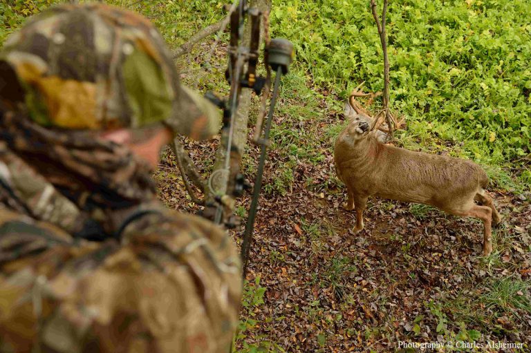 Understanding Whitetail Scrape Behavior Legendary Whitetails