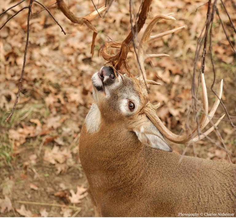 Understanding Whitetail Scrape Behavior Legendary Whitetails