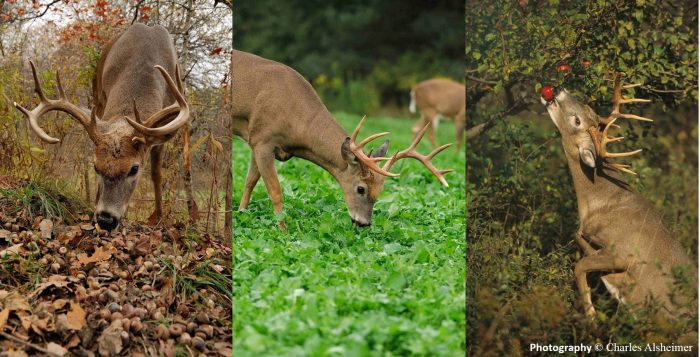 Why the October Lull? - Legendary Whitetails - Legendary Whitetail's Blog