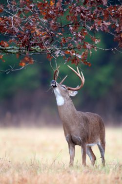 Answers About The Licking Branch - Legendary Whitetails - Legendary ...