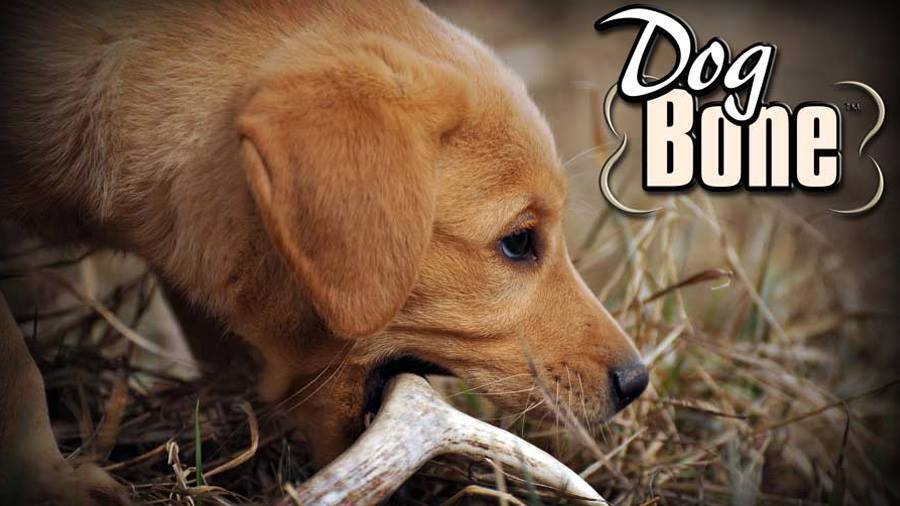 Un cucciolo di Labrador imparare a capannone caccia