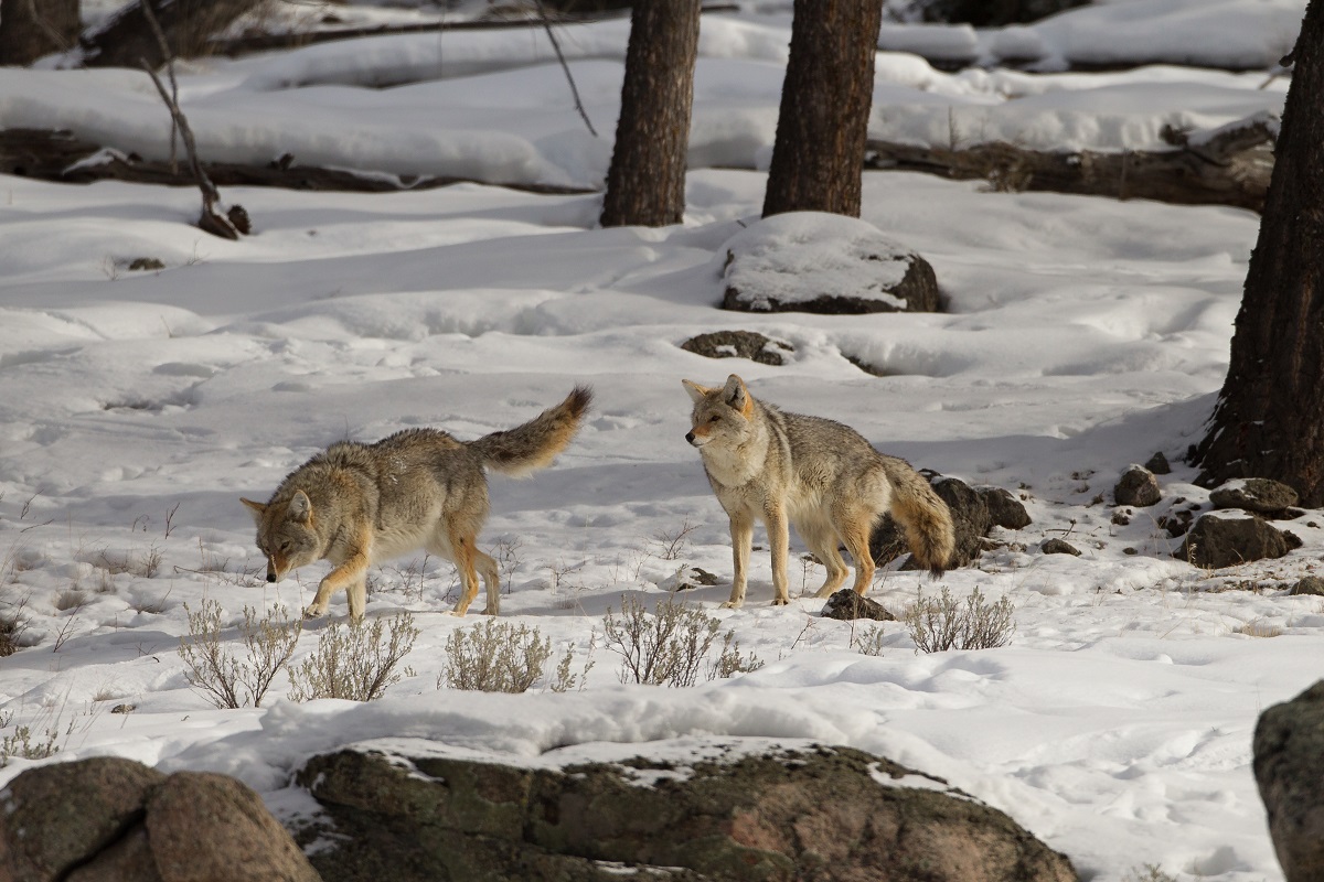 Hunting the Coyote Rut - Legendary Whitetails - Legendary Whitetail's Blog