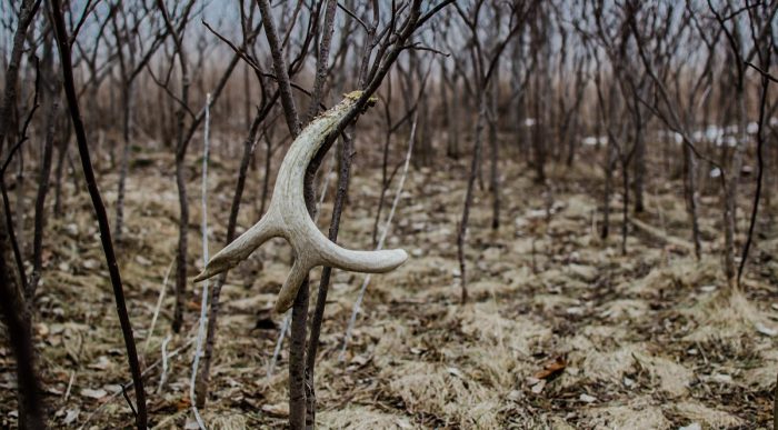 Big shed antler hanging from a small tree