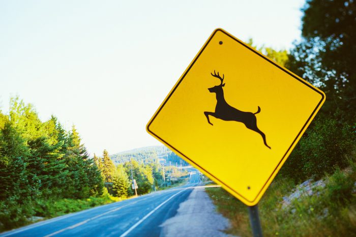 Deer Crossing Sign on Staten Island