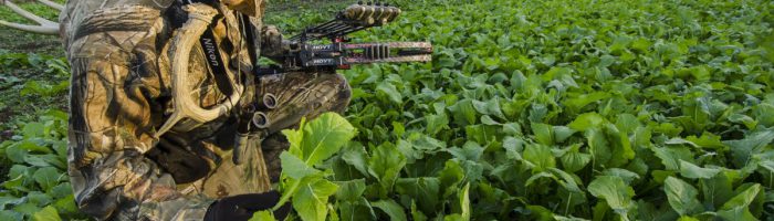 Deer hunter checking out his small food plot before the hunt