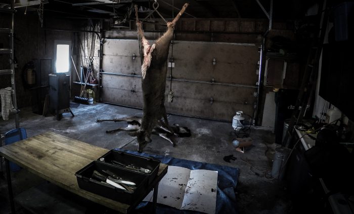 Deer hanging and aging in a garage