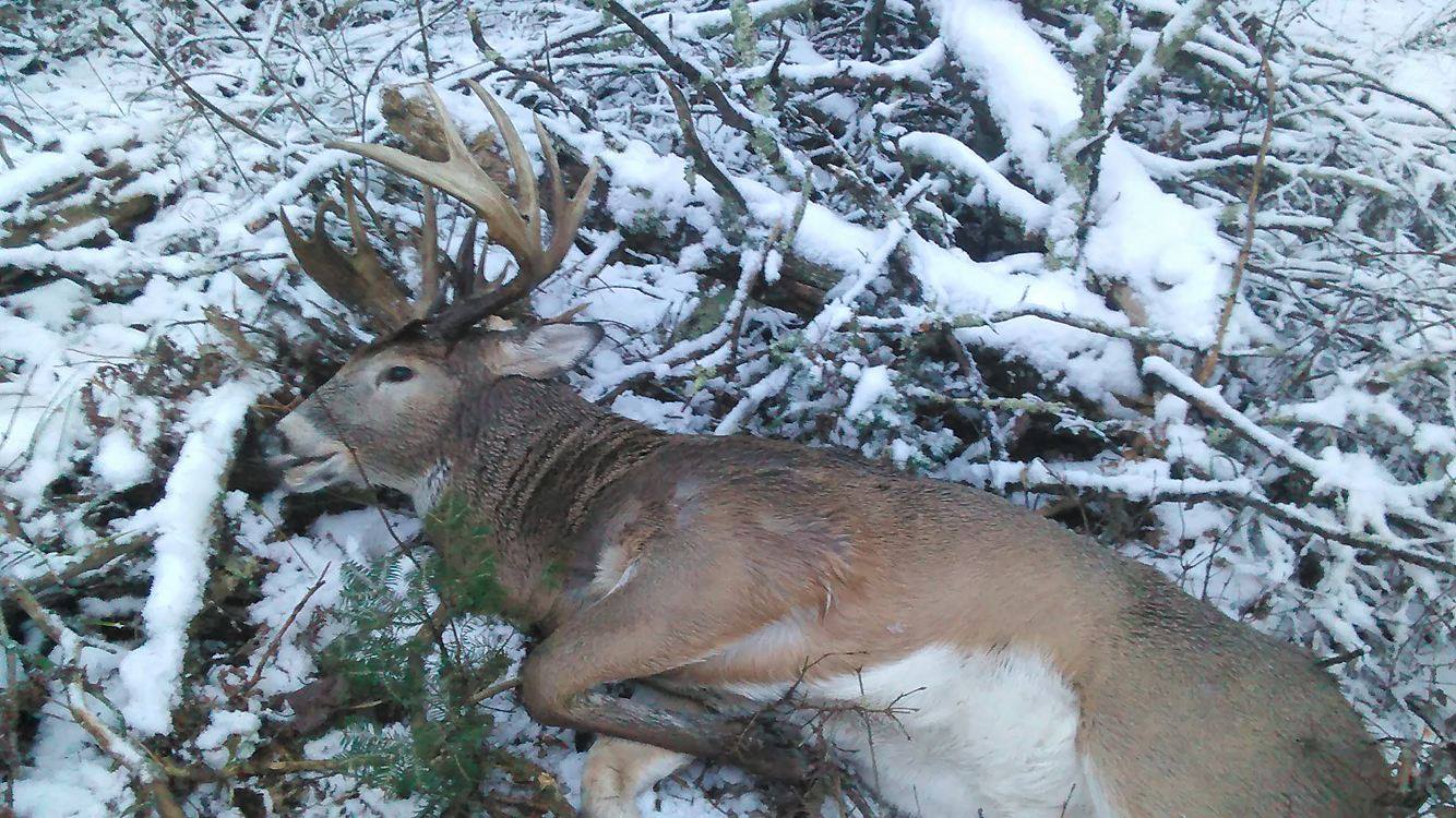 StillHunted A Giant WI Public Land Buck Legendary Whitetails
