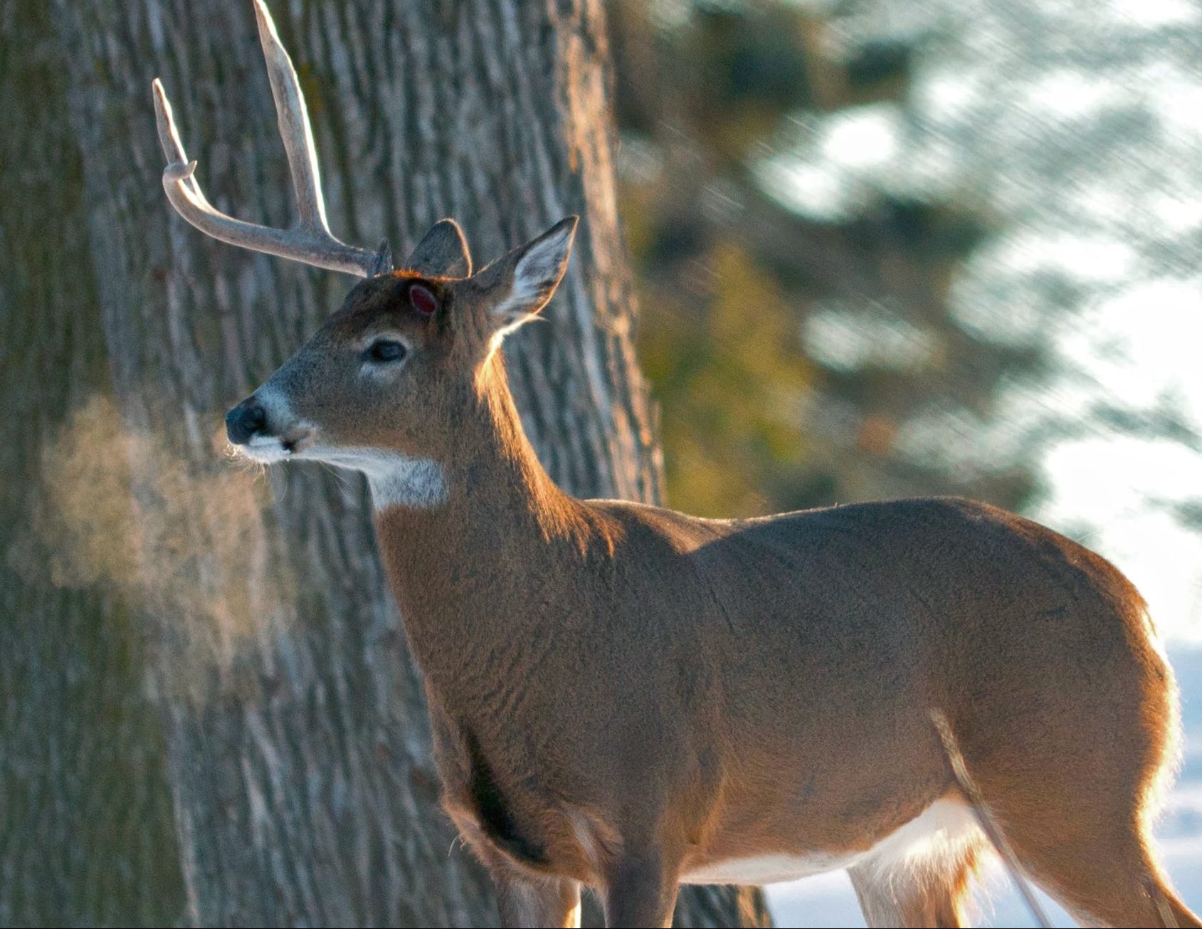 The Science Behind Shed Antlers &amp; Why Rack Traps Don't ...