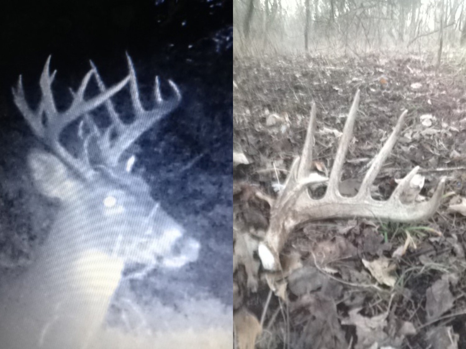 Trail cam picture of the giant buck killed by Jake Dierking in Missouri during the 2016 season