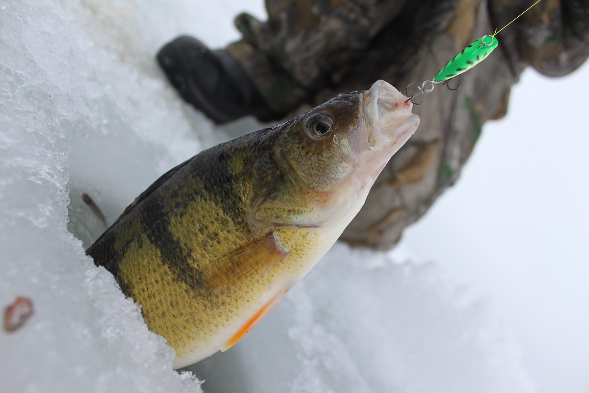 3 Best Types of Structure to Ice Fish - Legendary Whitetails - Legendary  Whitetail's Blog