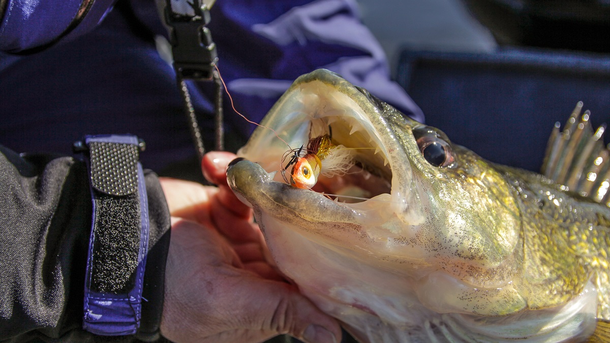 Early Spring River Fishing Tips for Perch and Walleye - Legendary  Whitetails - Legendary Whitetail's Blog