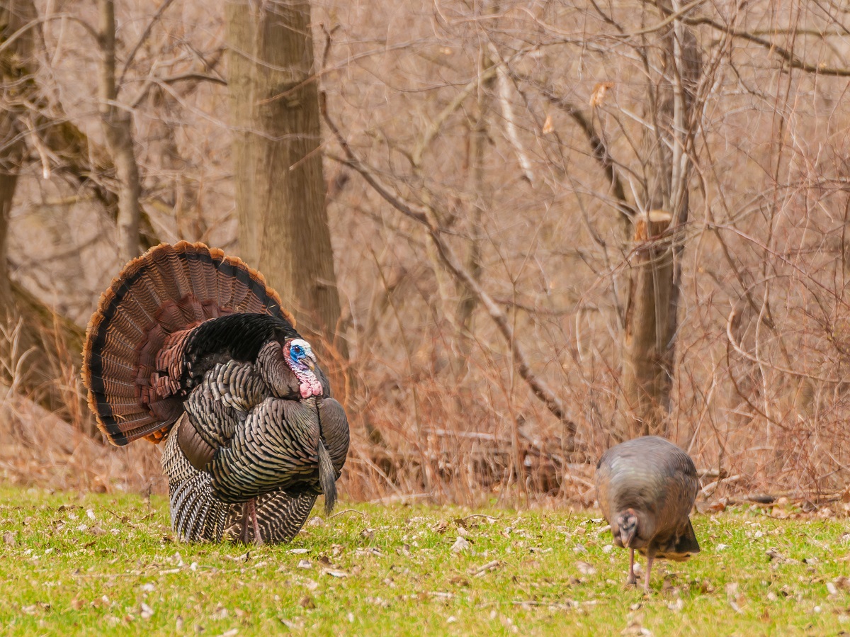 How to Deal With Call Shy Turkeys Legendary Whitetails Legendary