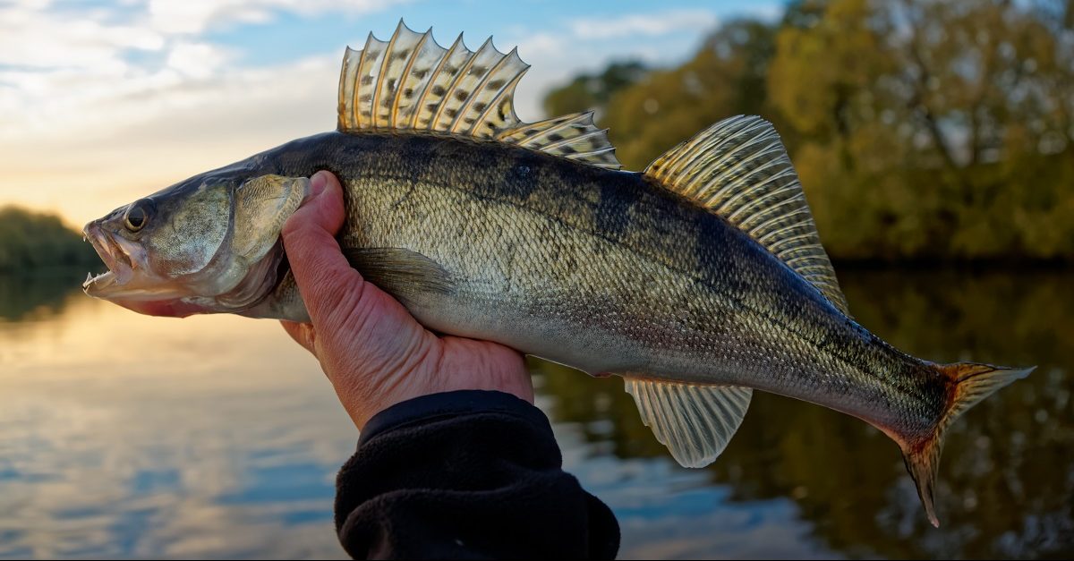 What Are the Best Tasting Wild Fish? - Legendary Whitetails - Legendary  Whitetail's Blog