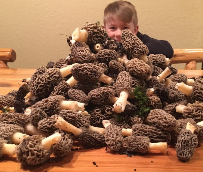 Giant pile of fresh morel mushrooms from Wisconsin