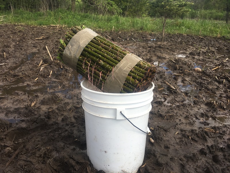 bundle of willow cuttings Fast Growing Screen Trees for Deer Hunting Land