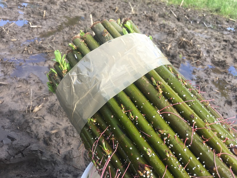 roots growing on willow screen trees Fast Growing Screen Trees for Deer Hunting Land