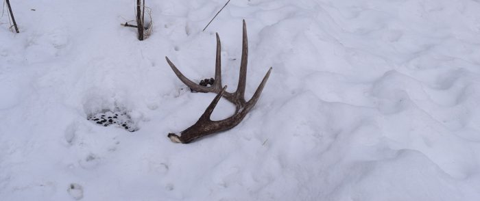 big shed antler laying in snow