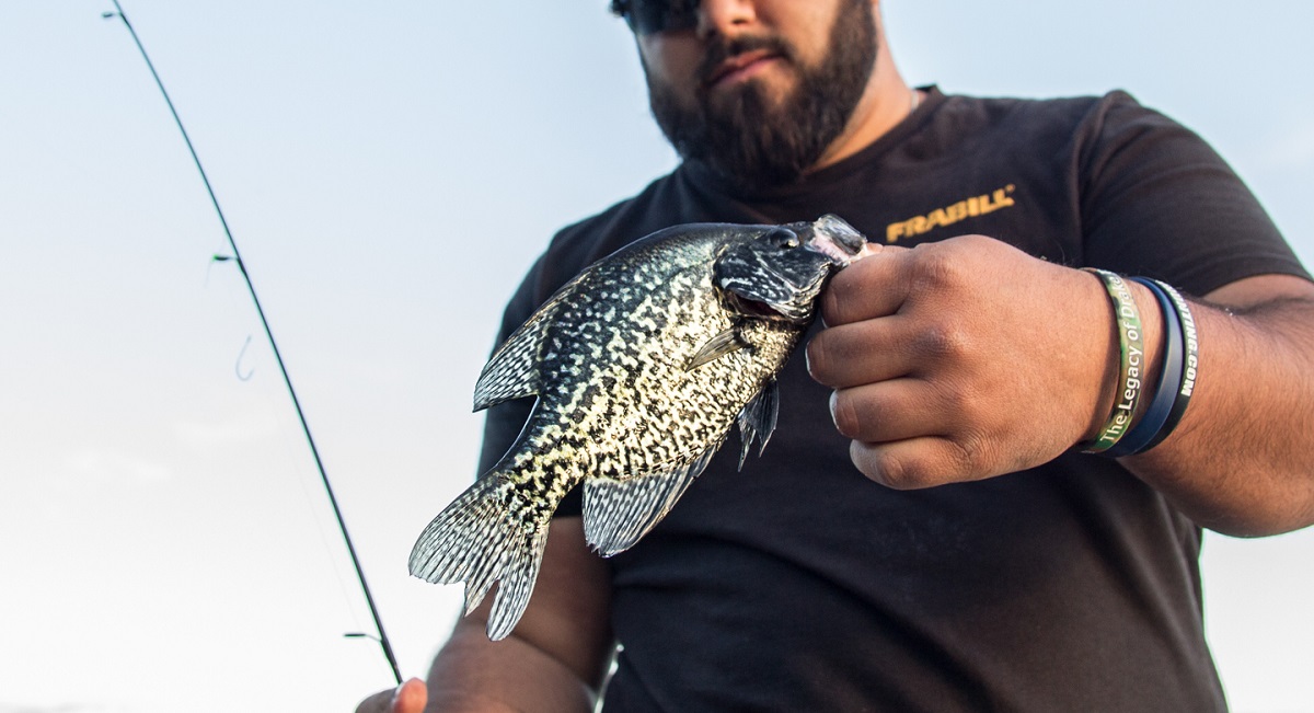 Catching loads of black Crappie in the shallows - Spring Crappie