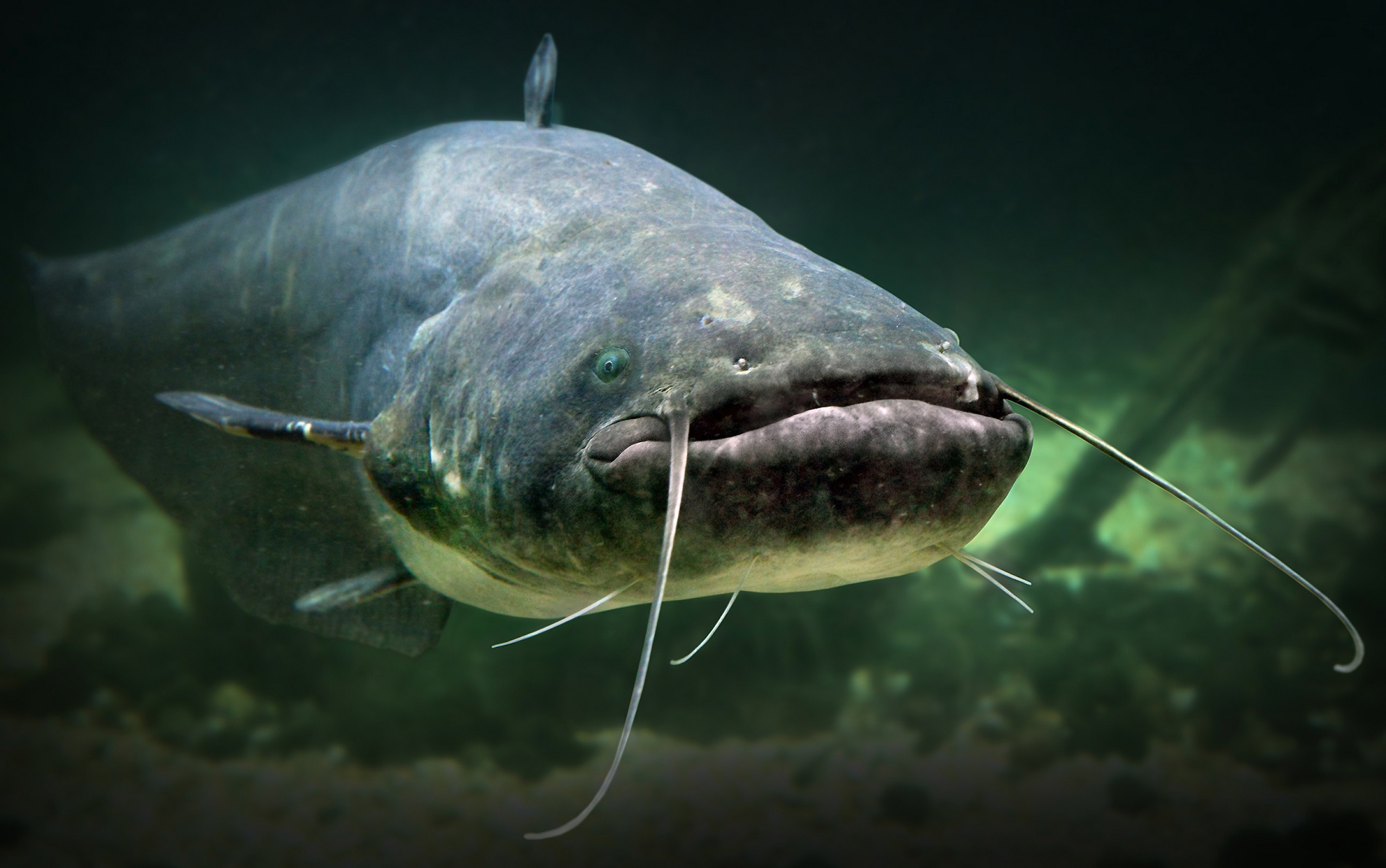 Catching Catfish From Shore - In-Fisherman