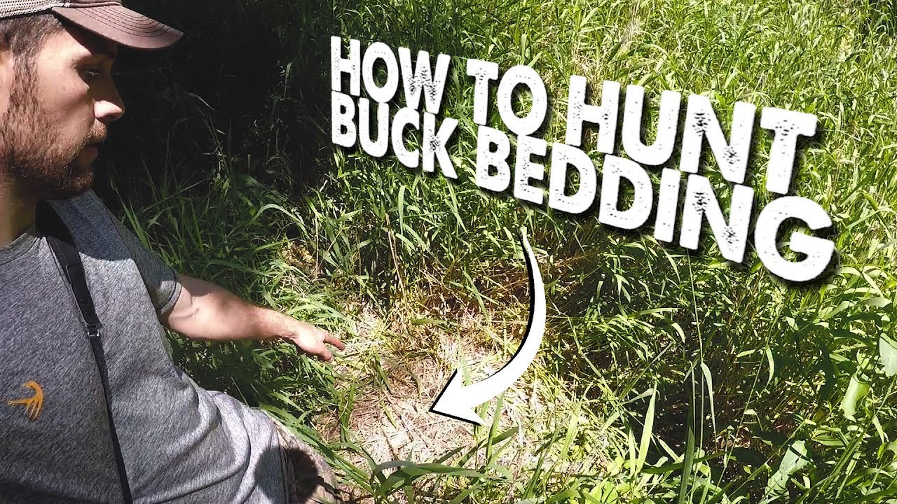 How to find and hunt buck bedding