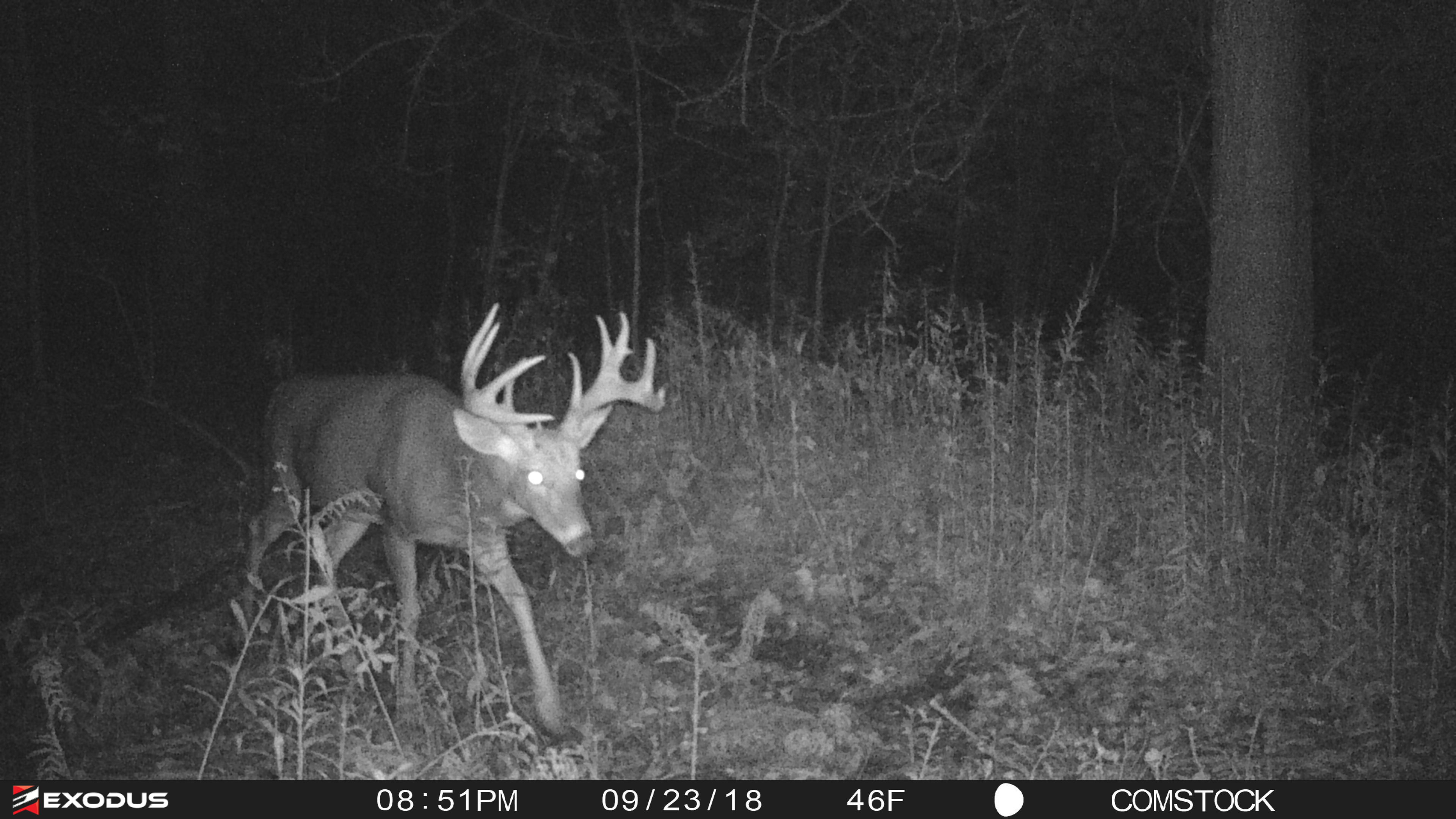 Trail camera picture of a big buck