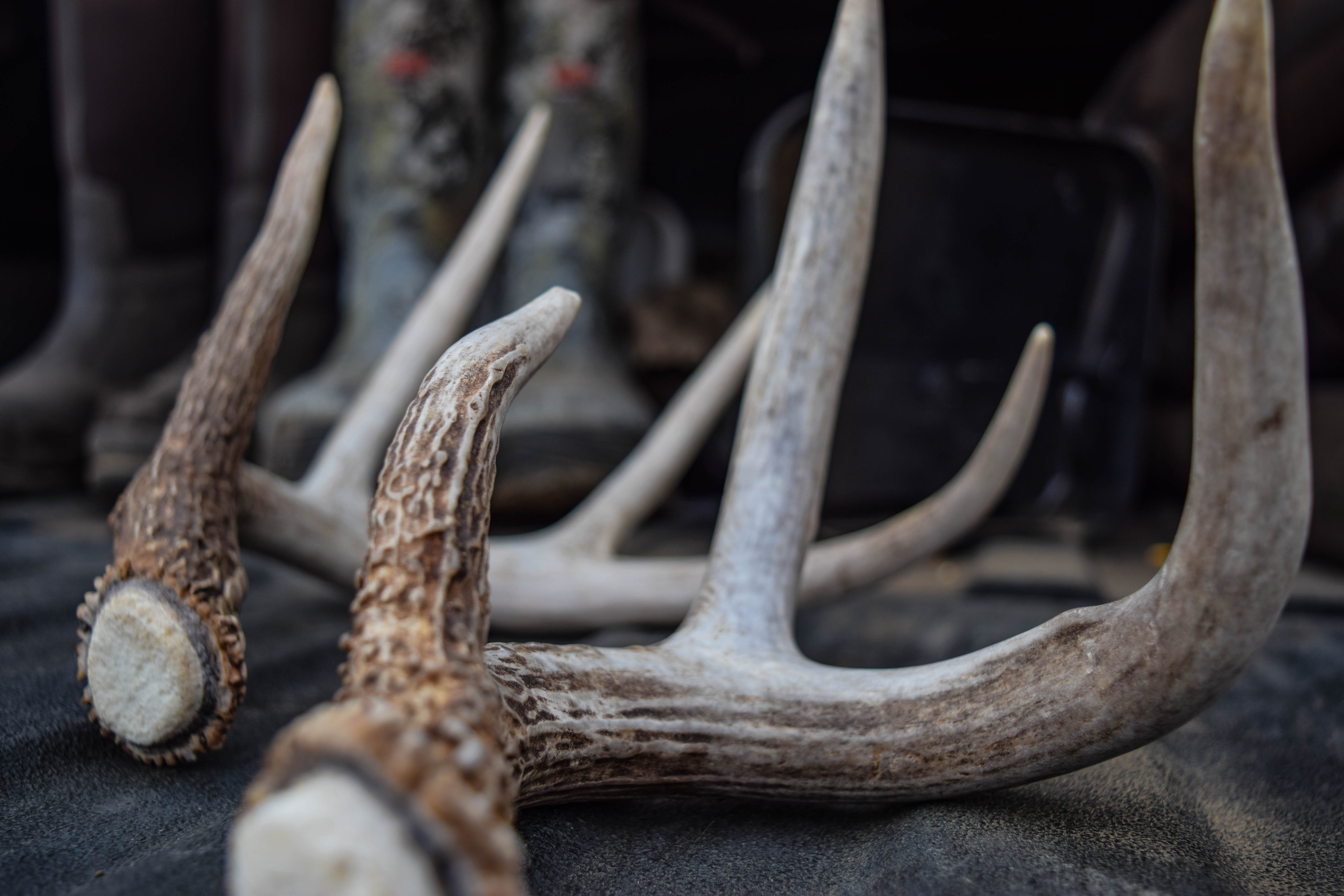 Deer Shed Antlers This Time Every Year. Why Aren't Deer Antlers